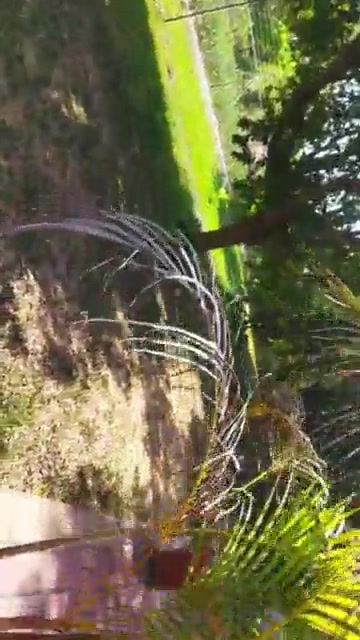 Mi hermanastra pide verga en publico